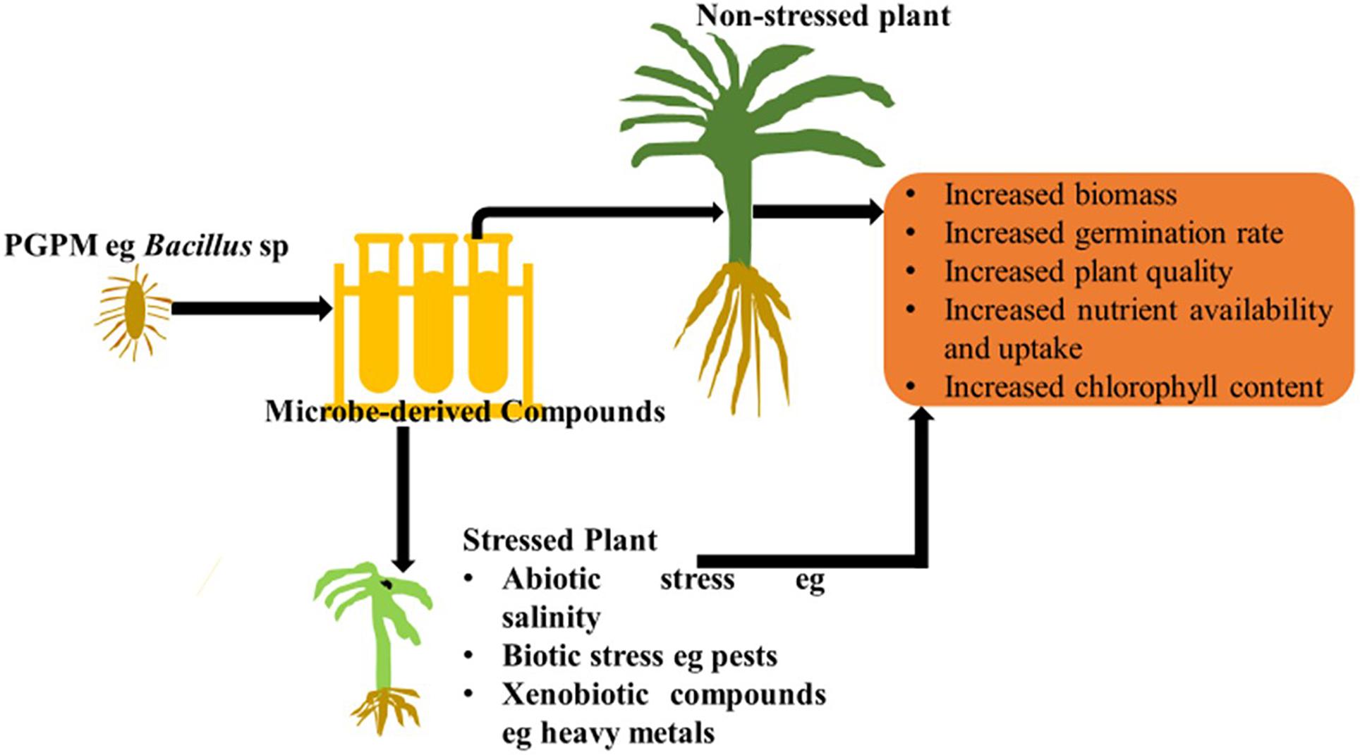 Compound derivative. Plants Soil Inoculant. Simple, derived, Compound, Compound-derived. Compounding and derivation..