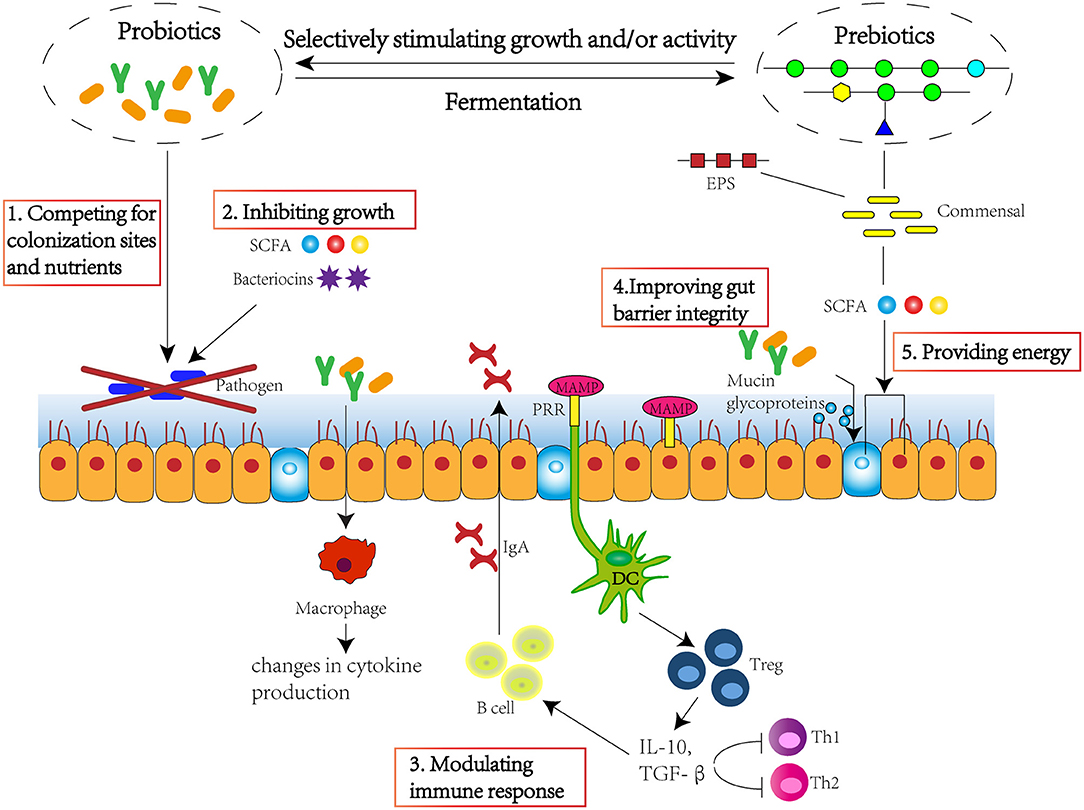 Frontiers Modulation Of Gut Microbiota And Immune System By