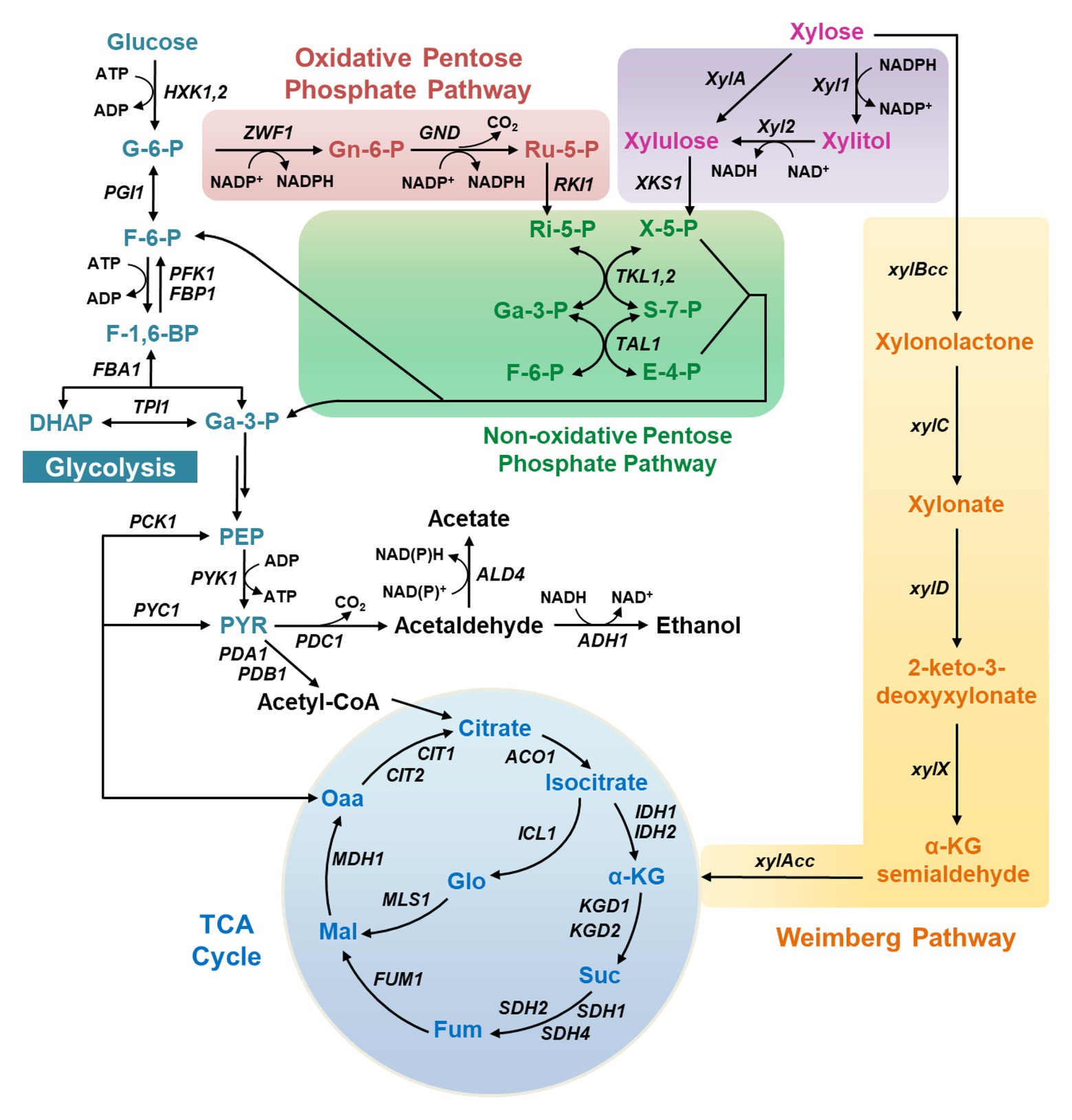 What is the role of yeast in fermentation? - Explore Yeast