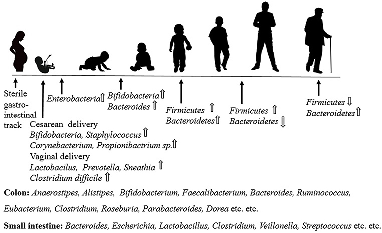 Frontiers | Evolving Interplay Between Dietary Polyphenols and Gut Microbiota\u2014An Emerging ...