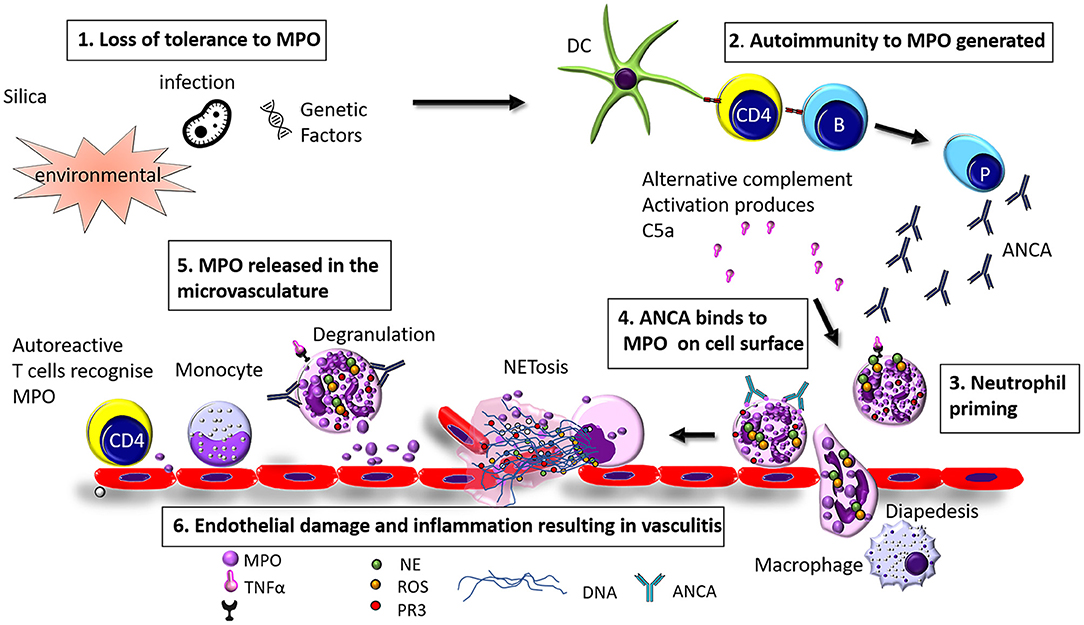 Mitochondrial DNA and TLR9 activation contribute to SARS-CoV-2-induced  endothelial cell damage. - Abstract - Europe PMC