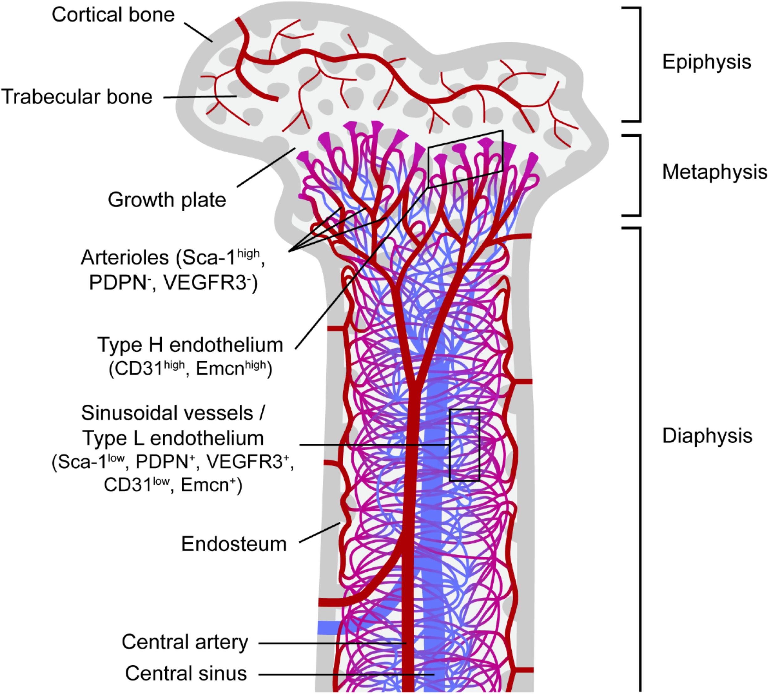 Structure Of Bone Marrow