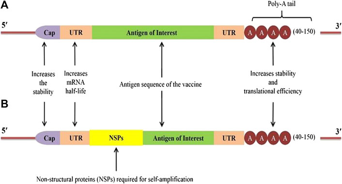 Frontiers  Perspectives on RNA Vaccine Candidates for COVID-19