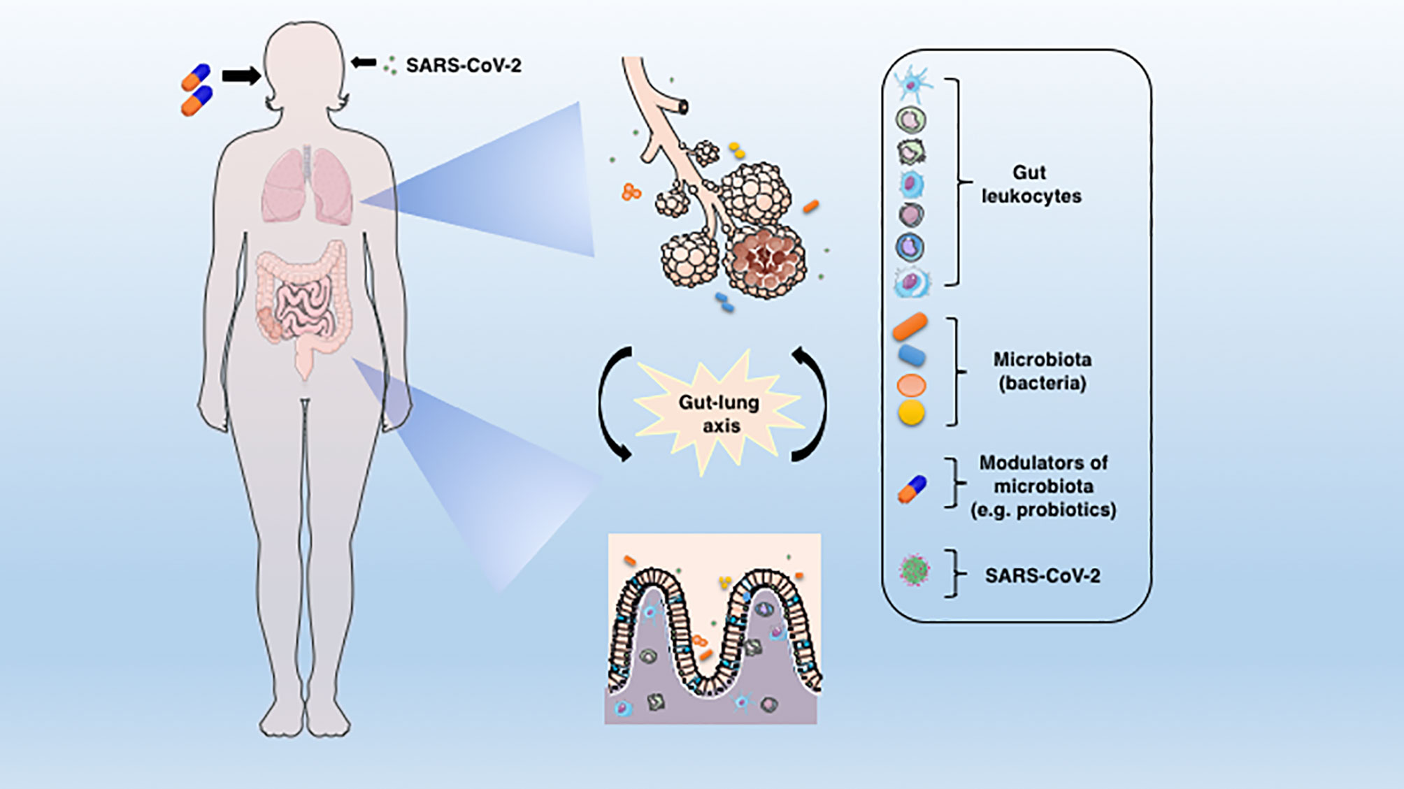 Frontiers | Microbiota Modulation of the Gut-Lung Axis in COVID-19
