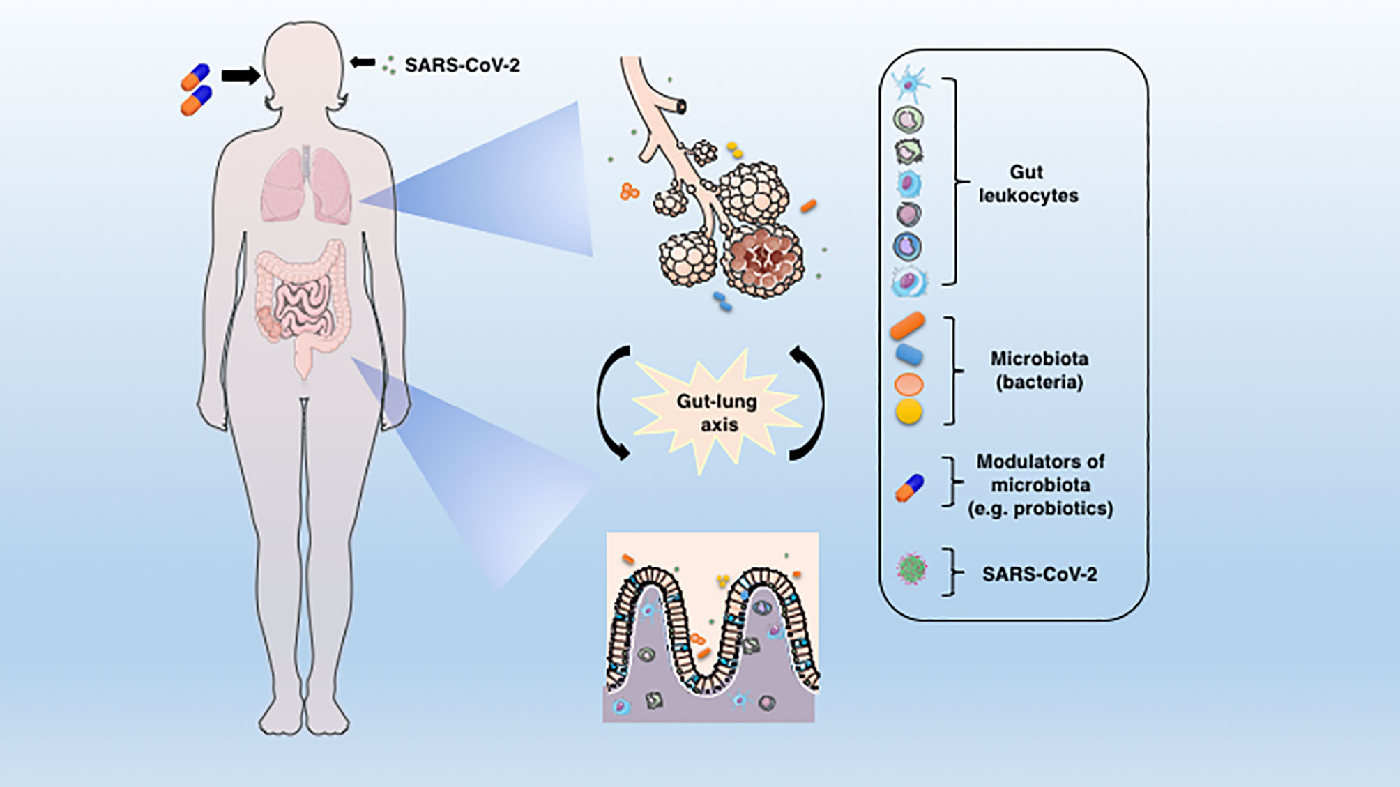 Frontiers Microbiota Modulation Of The Gut Lung Axis In Covid 19 Immunology