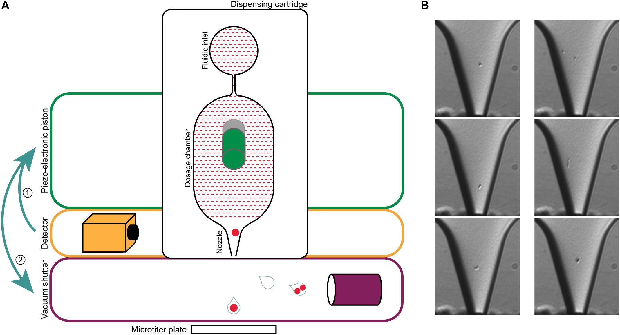 Microbial fuel Cell. Cell Print. Dispensing перевод.