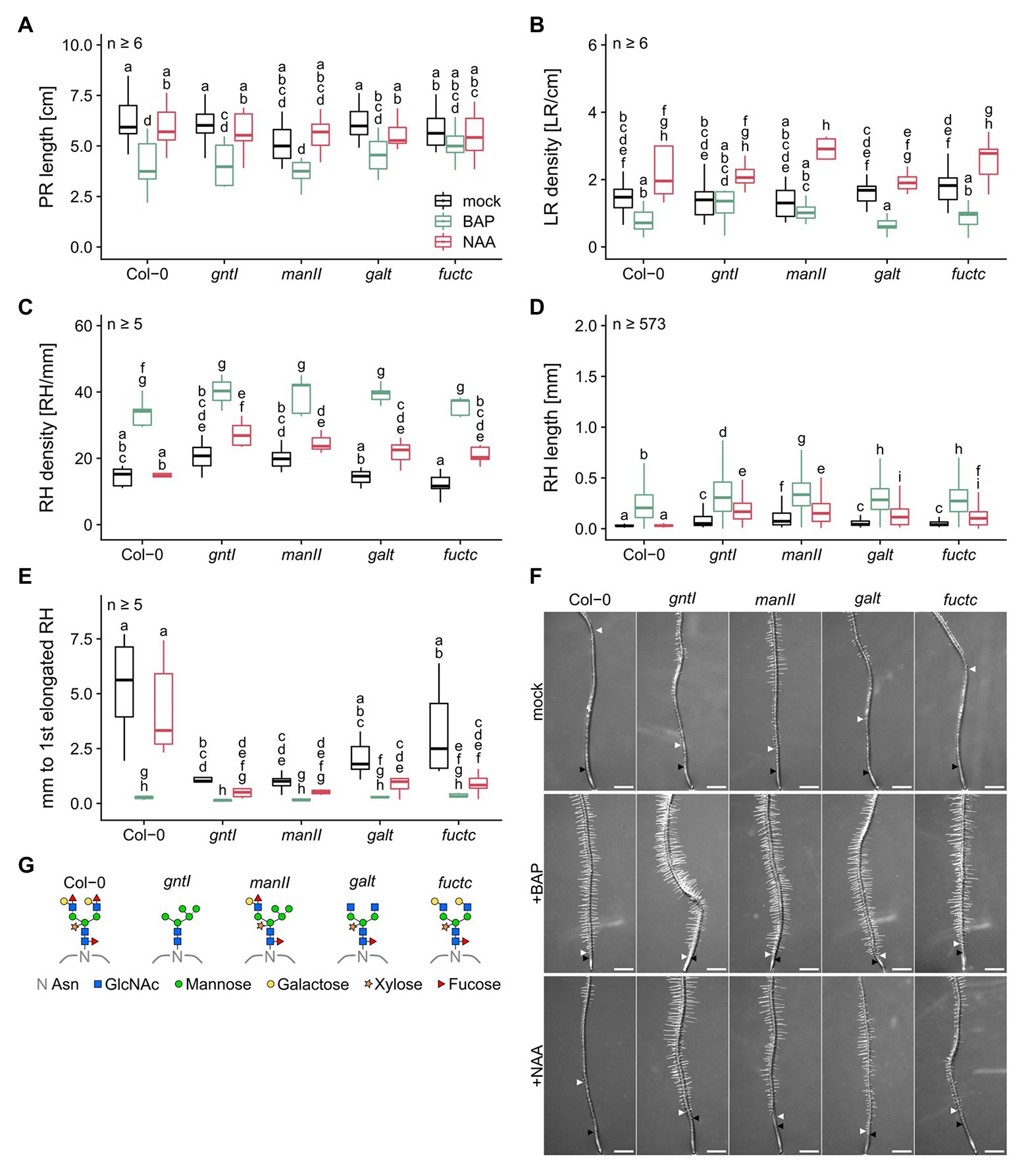 Frontiers Complex Type N Glycans Influence The Root Hair Landscape Of Arabidopsis Seedlings By Altering The Auxin Output Plant Science Frontiers Complex Type N Glycans Influence The Root Hair Landscape Of Arabidopsis Seedlings By Altering The Auxin Output Plant Science