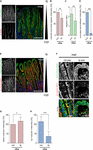 Frontiers | TTL-Expression Modulates Epithelial Morphogenesis | Cell ...