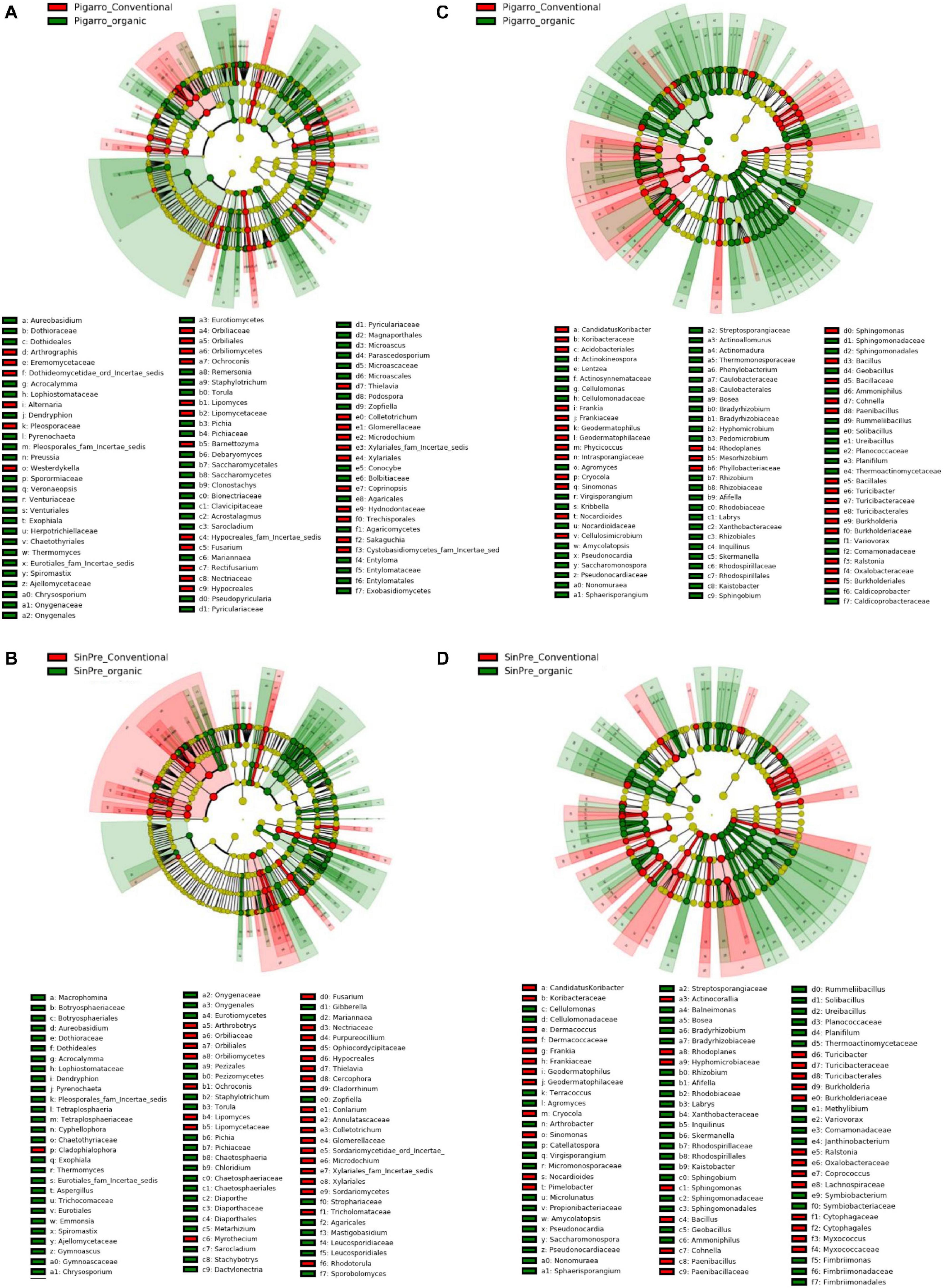 Frontiers Effect Of Low Input Organic And Conventional Farming Systems On Maize Rhizosphere In Two Portuguese Open Pollinated Varieties Opv Pigarro Improved Landrace And Sinpre A Composite Cross Population Microbiology