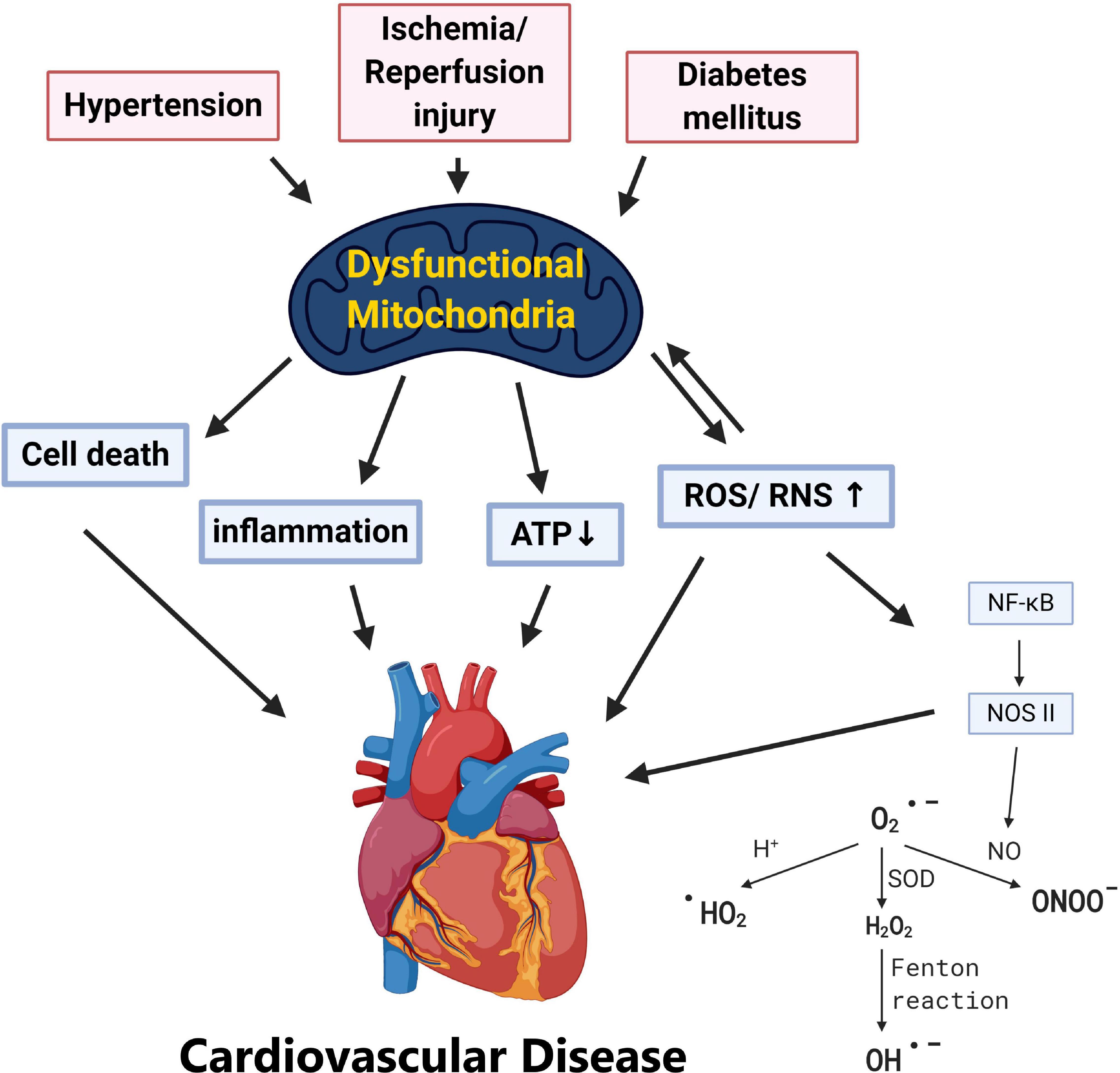 leflunomide and diabetes