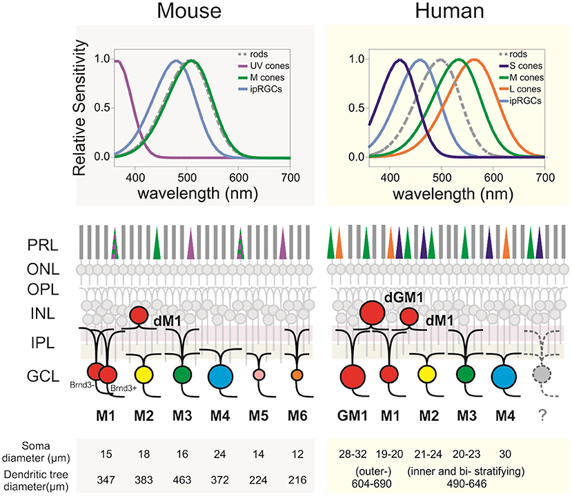 Frontiers  Intrinsically Photosensitive Retinal Ganglion Cells of the  Human Retina