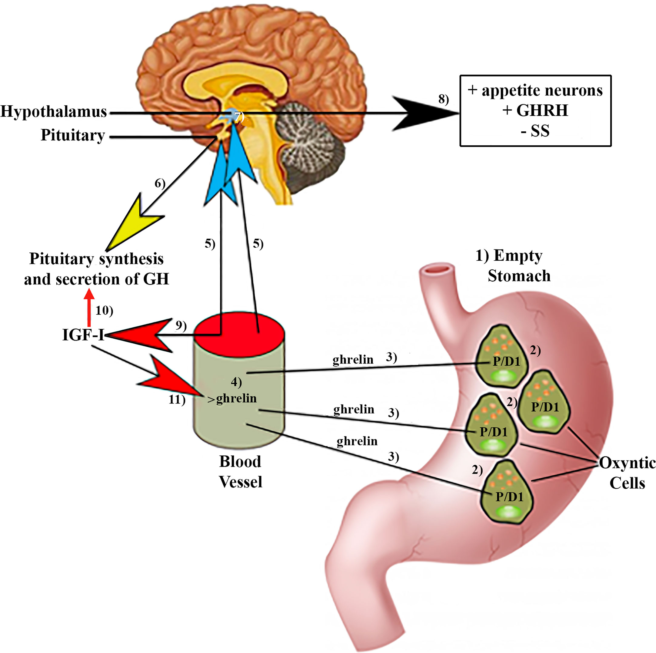 Frontiers | The Complex World of Regulation of Pituitary Growth Hormone Secretion: The Role of Ghrelin, Klotho, and Nesfatins in It