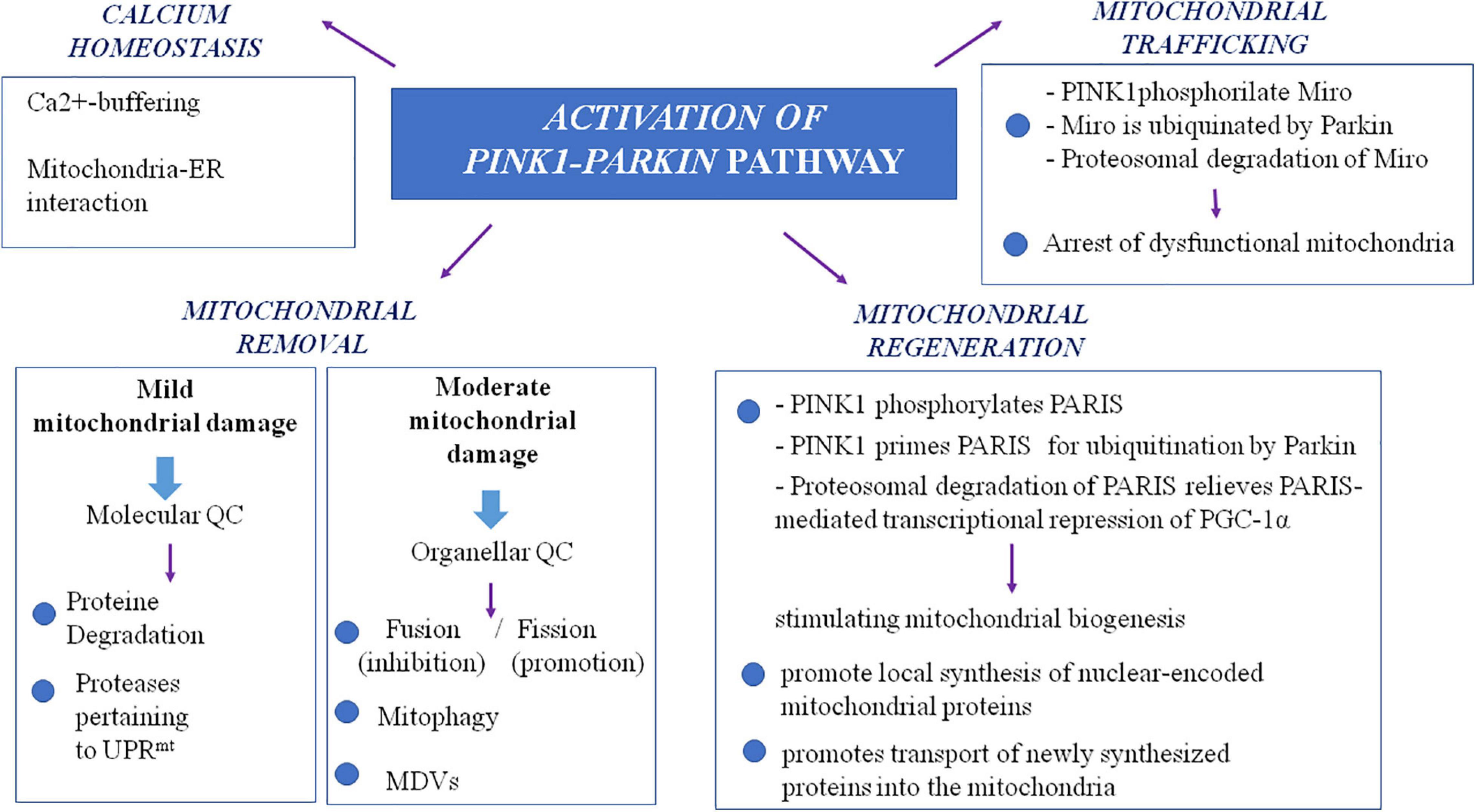 Mitochondrial signalling and homeostasis: from cell biology to