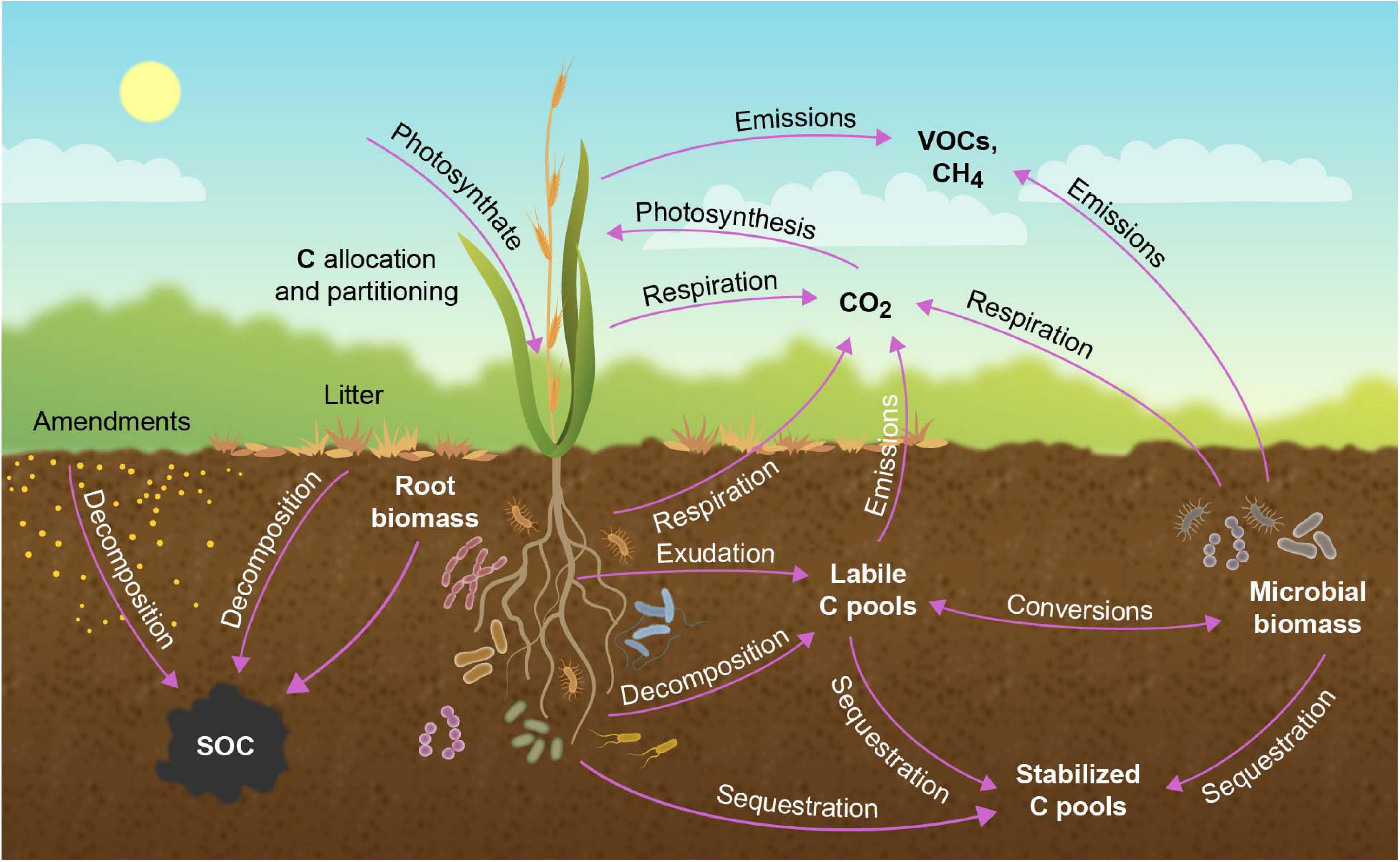 Frontiers | Crops for Carbon Farming