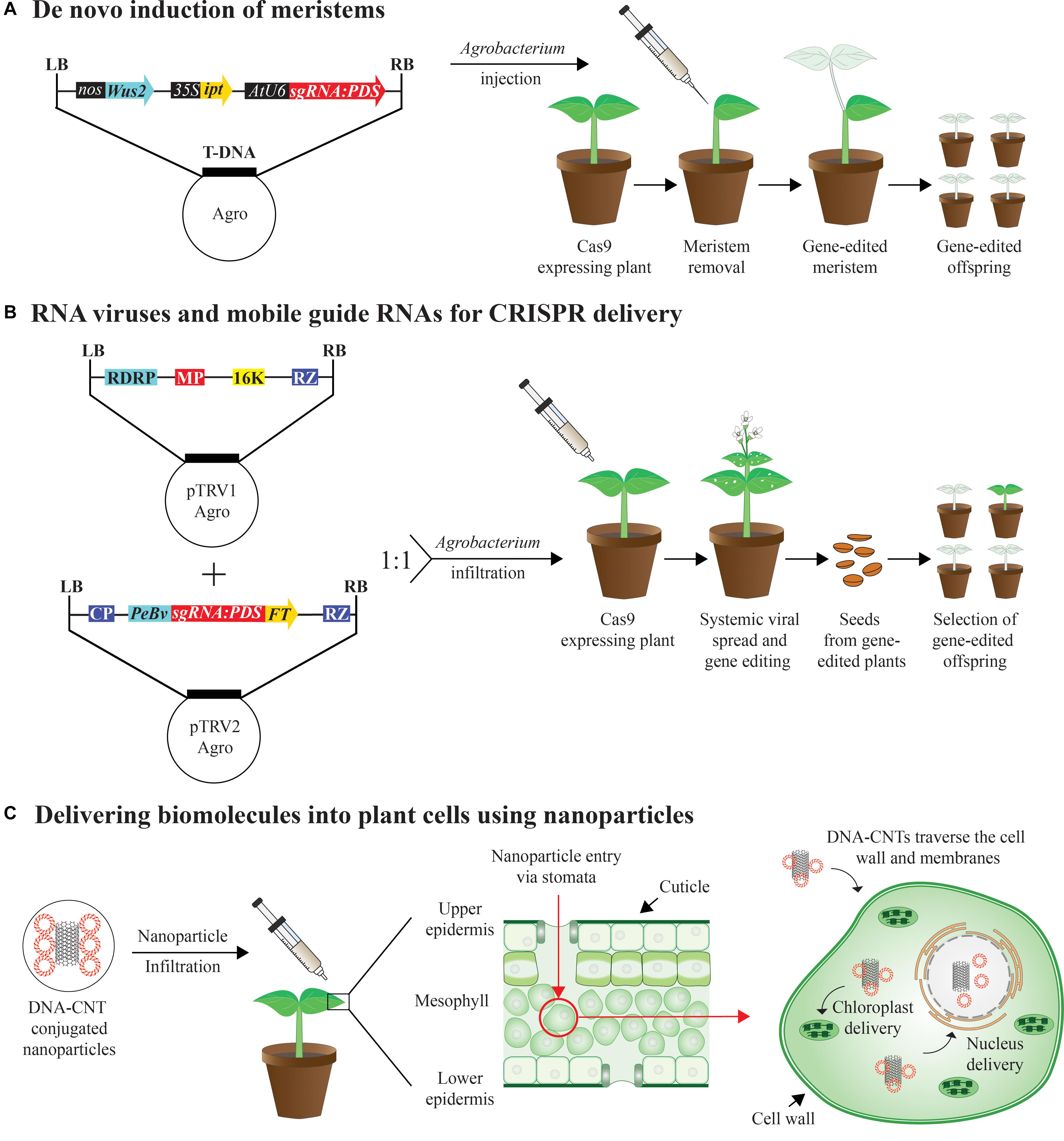 Frontiers Advances in Genome Editing With CRISPR Systems and