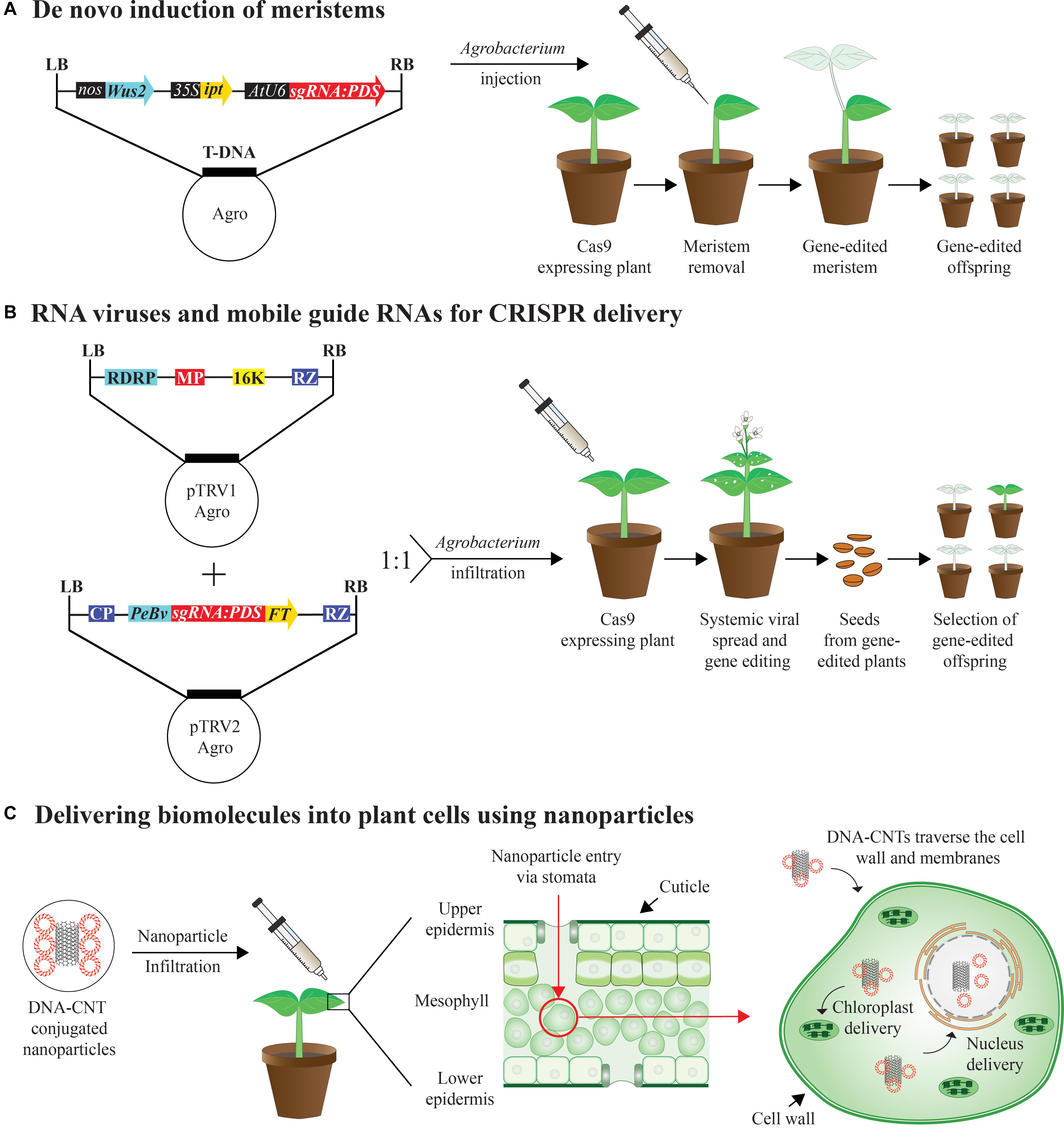 research on plant genomics