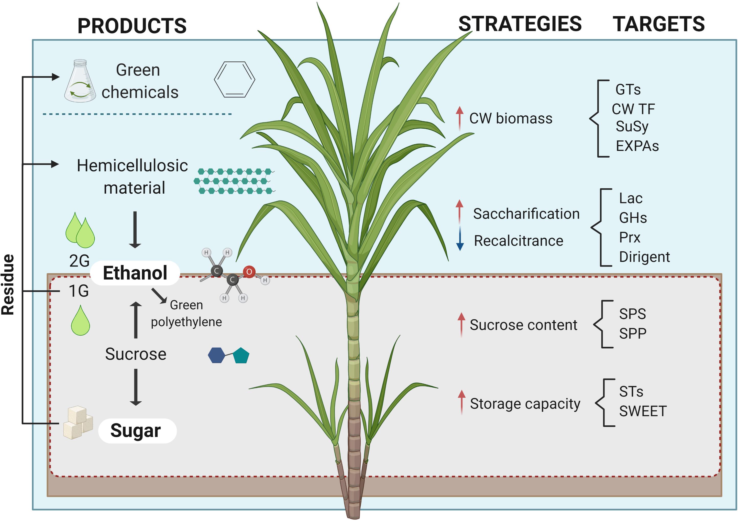 Single Sugar Cane Plant