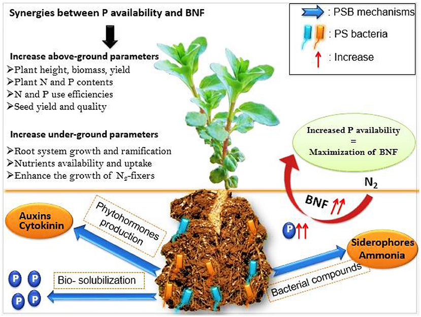 Frontiers  Control of the Rhizobia Nitrogen-Fixing Symbiosis by