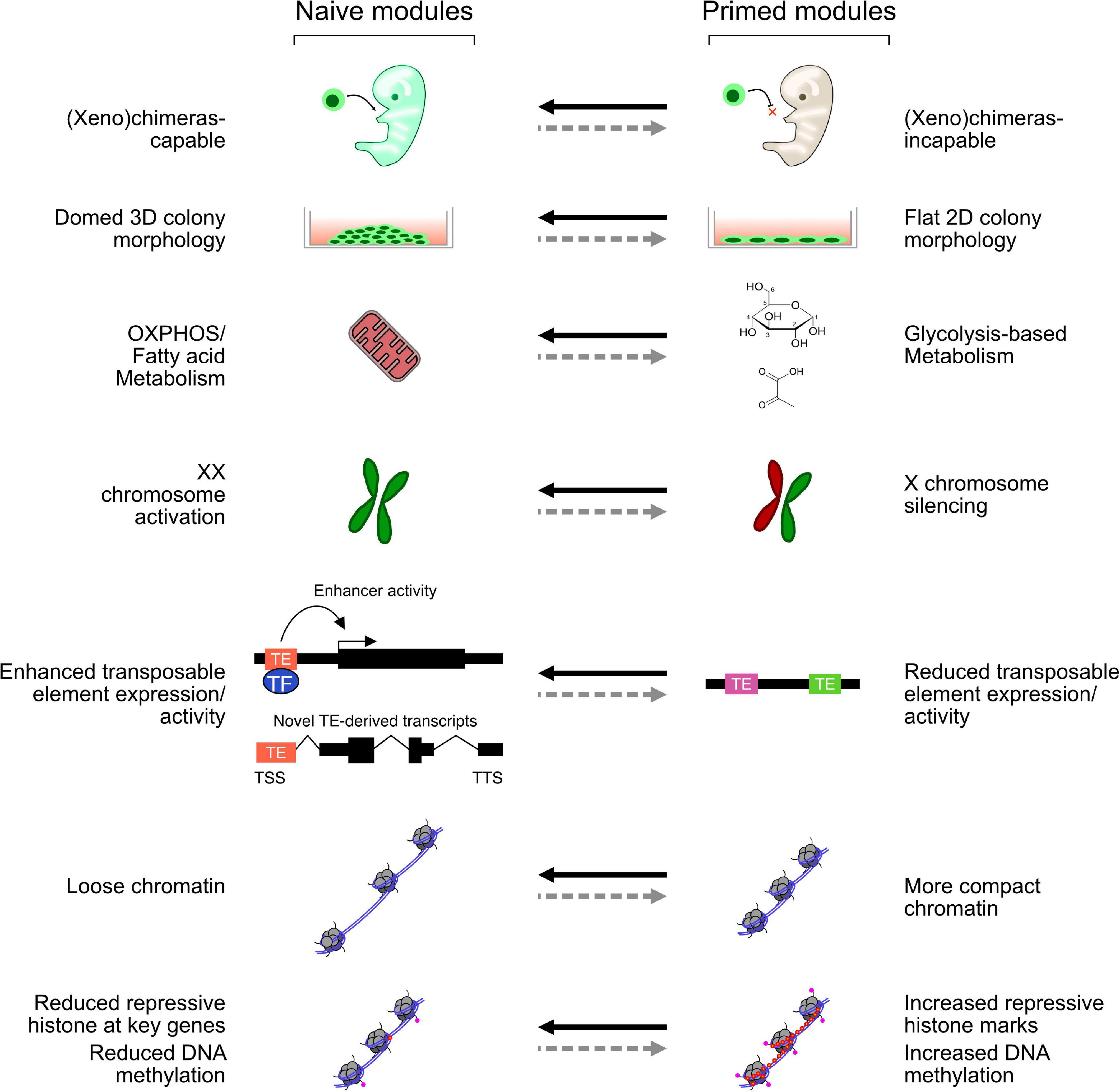 Frontiers Chromatin And Epigenetic Rearrangements In Embryonic Stem Cell Fate Transitions Cell And Developmental Biology