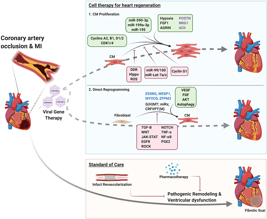 Frontiers Cardiac Regeneration New Insights Into The Frontier Of Ischemic Heart Failure Therapy Bioengineering And Biotechnology