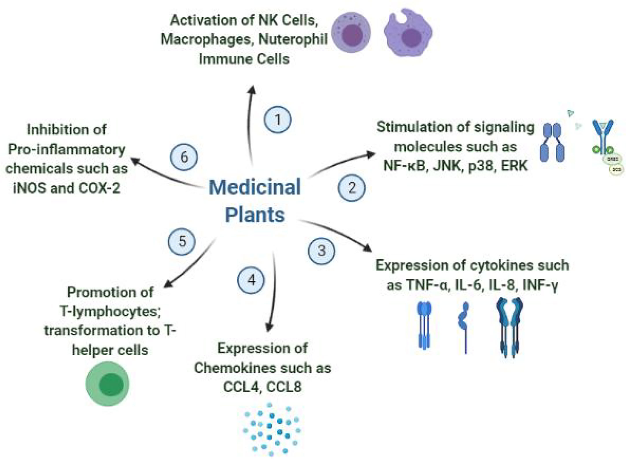 Scientific topic. Immunomodulation. Medicinal Plant Drying and Storage. Pulsometrul medicinal. Medical Plants George Graves.