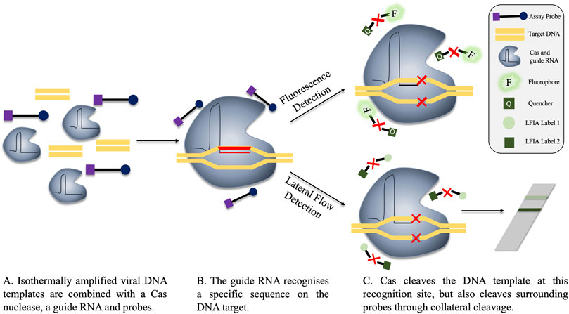 Frontiers  Virus Detection: A Review of the Current and Emerging Molecular  and Immunological Methods