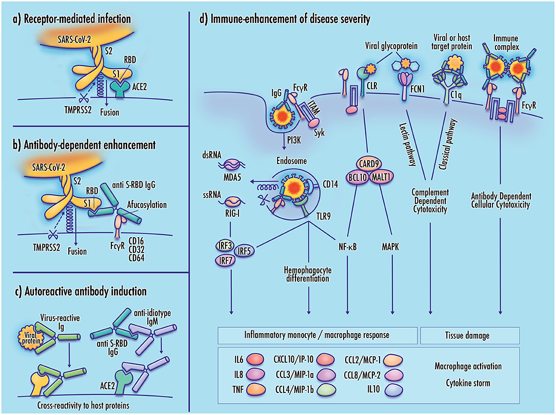 CD209L/L-SIGN and CD209/DC-SIGN Act as Receptors for SARS-CoV-2