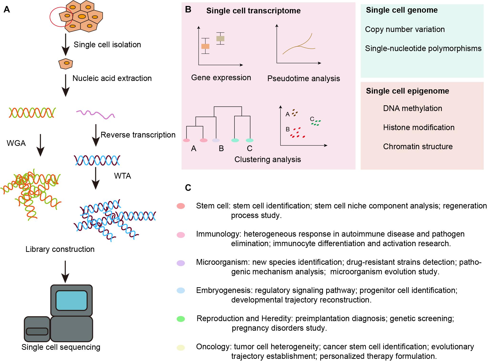 Low-coverage single-cell mRNA sequencing reveals cellular