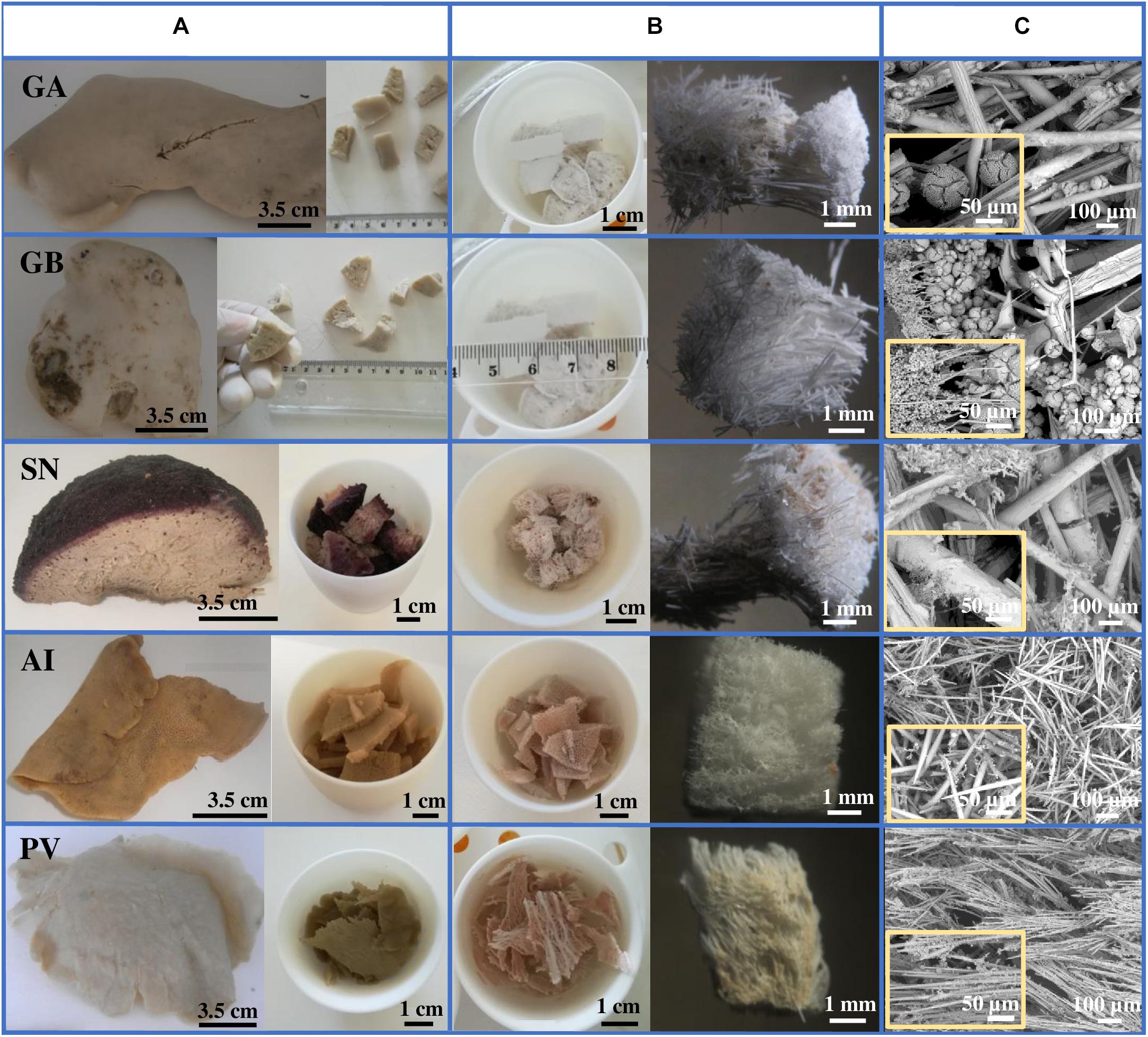 Sea sponges use protein filament to pattern silica deposition and build  intricate glass spicules - The American Ceramic Society