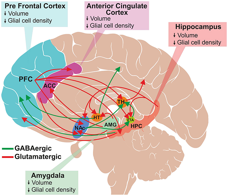 Glutamate: excitatory neurotransmitter of brain
