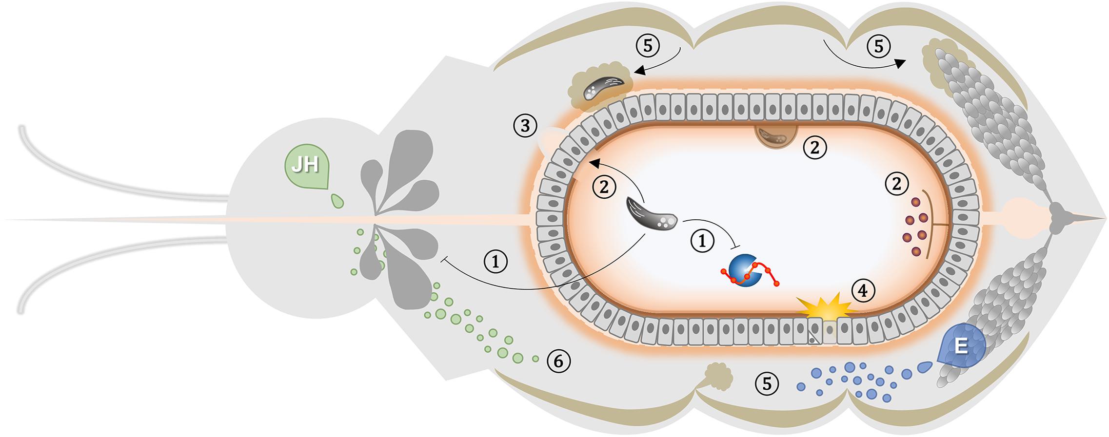 Frontiers Non Immune Traits Triggered By Blood Intake Impact Vectorial Competence Physiology