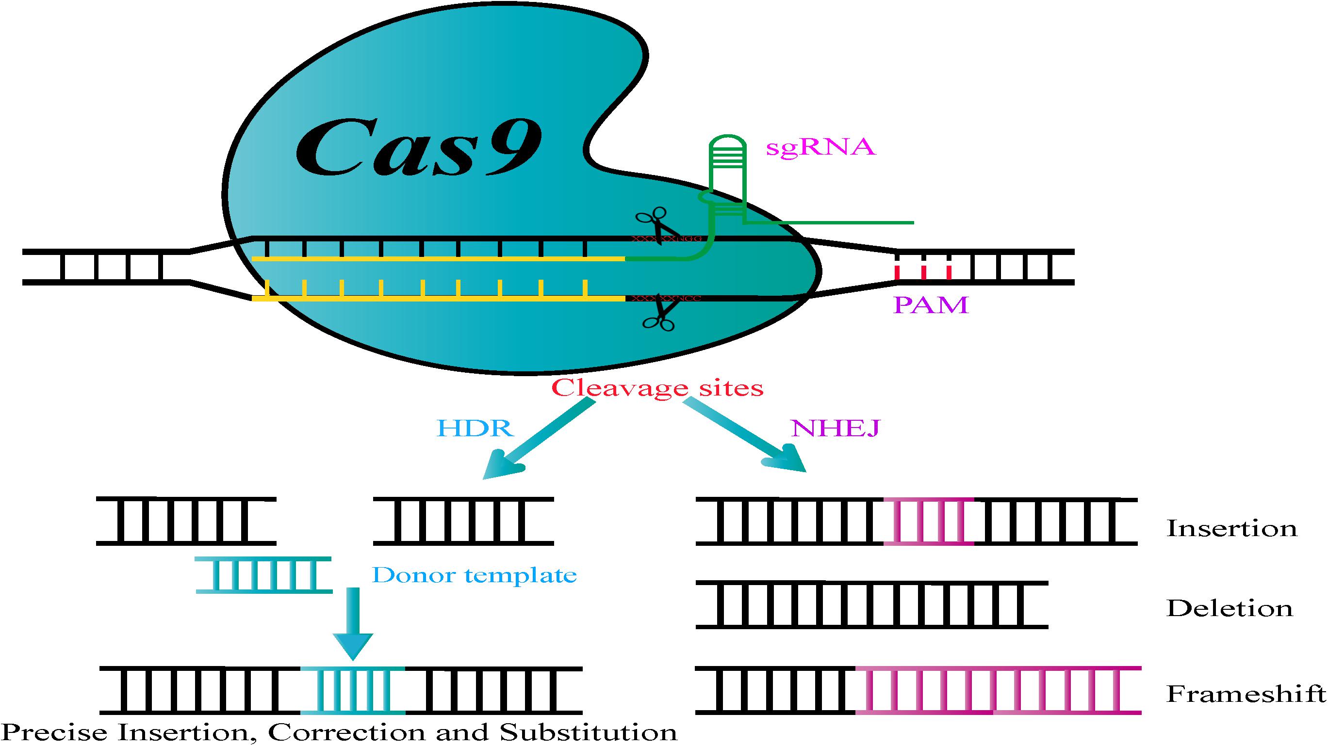 Frontiers | Applications of CRISPR/Cas9 in the Synthesis of Secondary ...