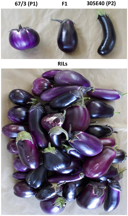 25 TURKISH ORANGE EGGPLANT Scarlet Solanum Aethiopicum Fruit