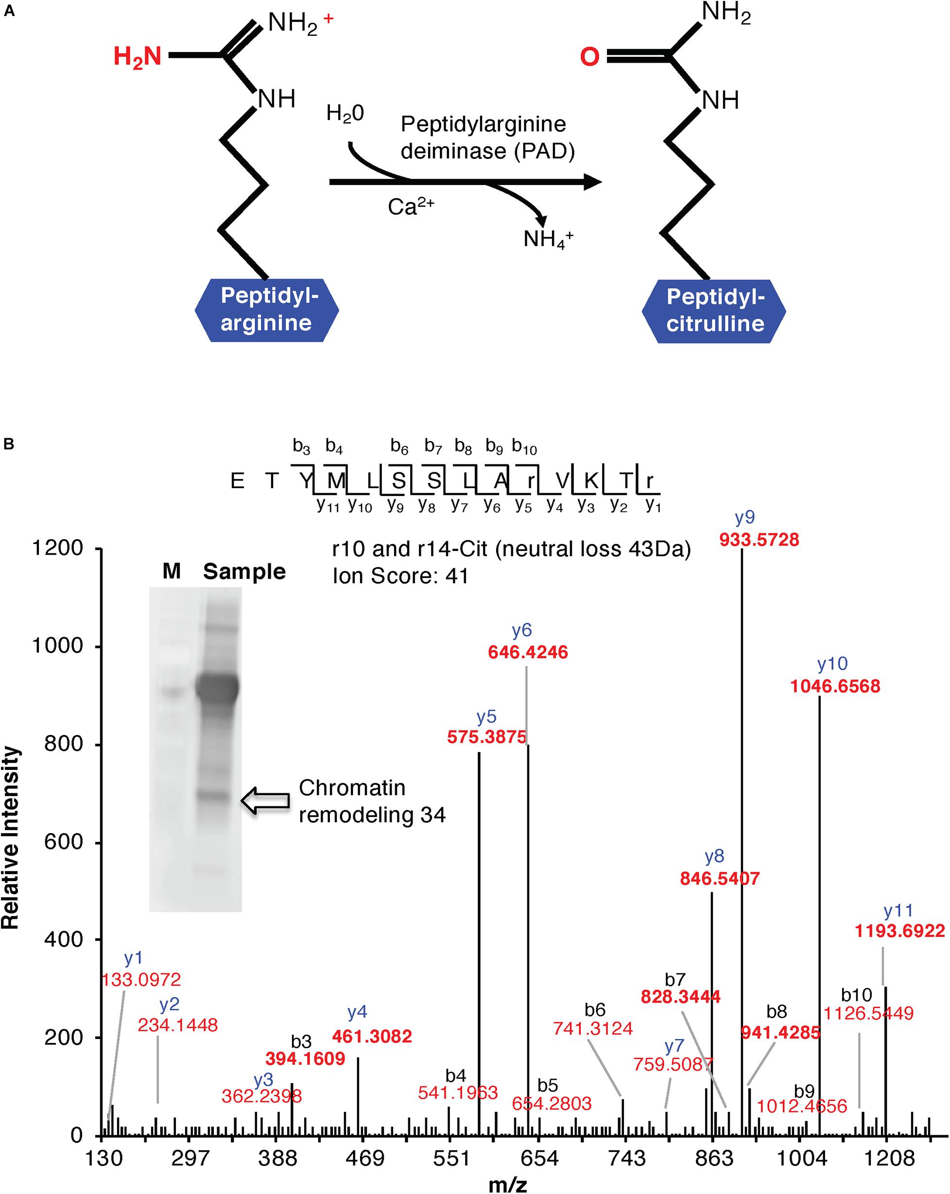 Frontiers  Citrullination of Proteins as a Specific Response