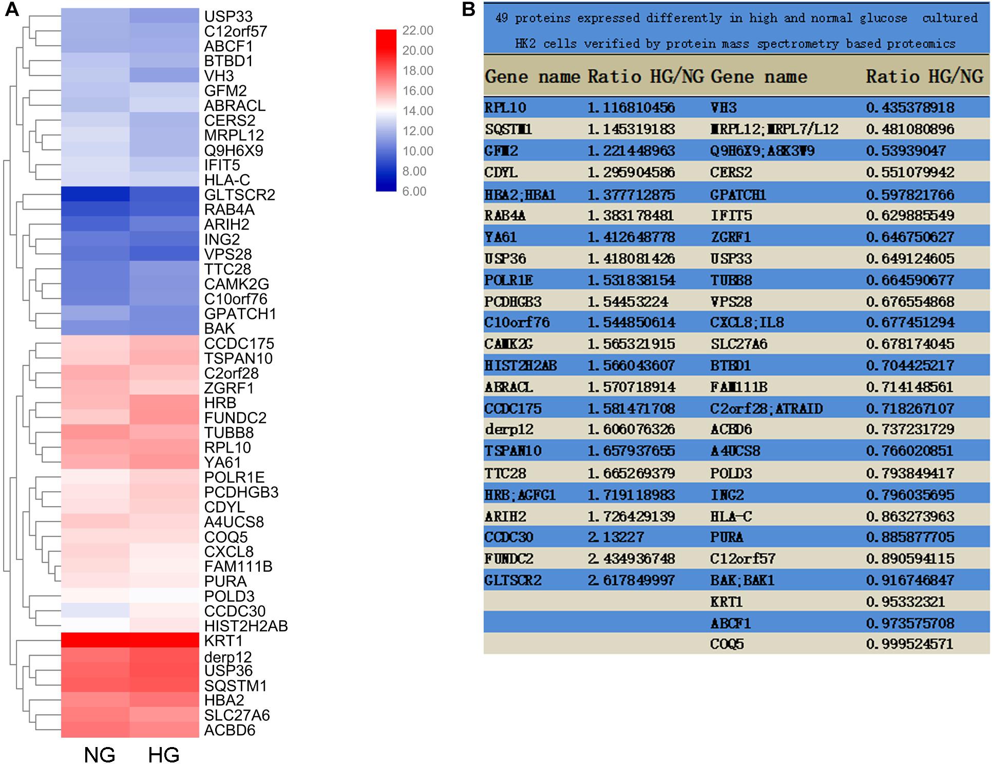Frontiers Usp36 Mediated Deubiquitination Of Dock4 Contributes To The Diabetic Renal Tubular Epithelial Cell Injury Via Wnt B Catenin Signaling Pathway Cell And Developmental Biology