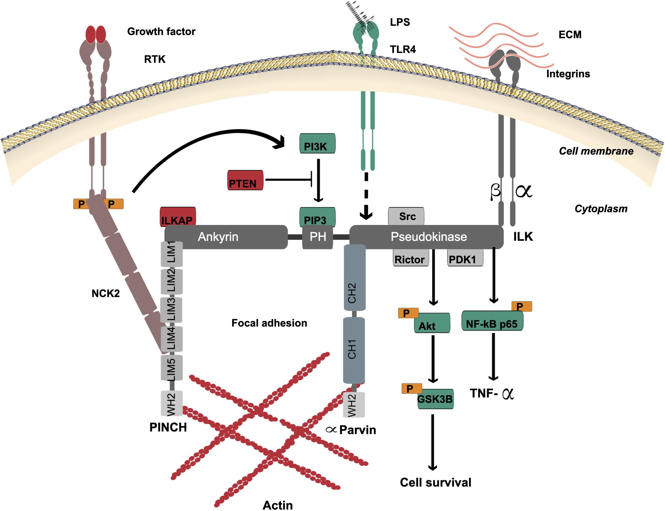 Frontiers A Potential Role For Integrin Linked Kinase In Colorectal Cancer Growth And Progression Via Regulating Senescence And Immunity Genetics