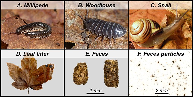 Figure 1 - (A–C) Examples of soil animals that eat dead leaves and transform them into feces.