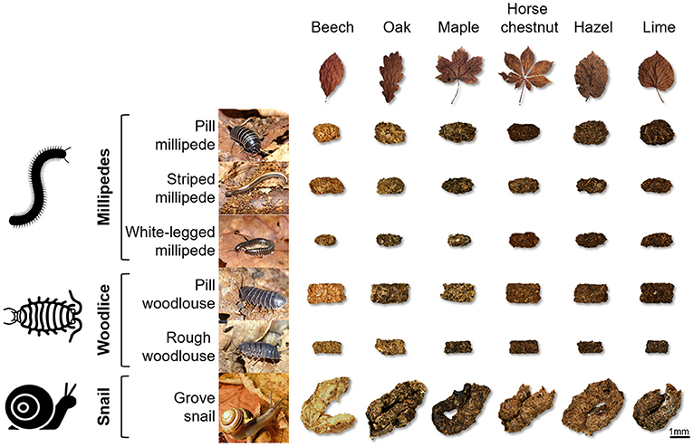 Figure 2 - Feces collected from six different soil animals that were feeding on six different types of dead leaves.
