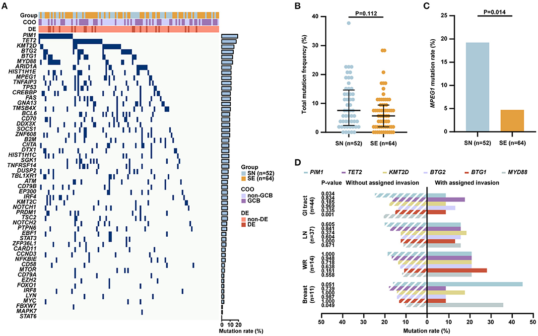 Frontiers | Molecular Heterogeneity in Localized Diffuse Large B 