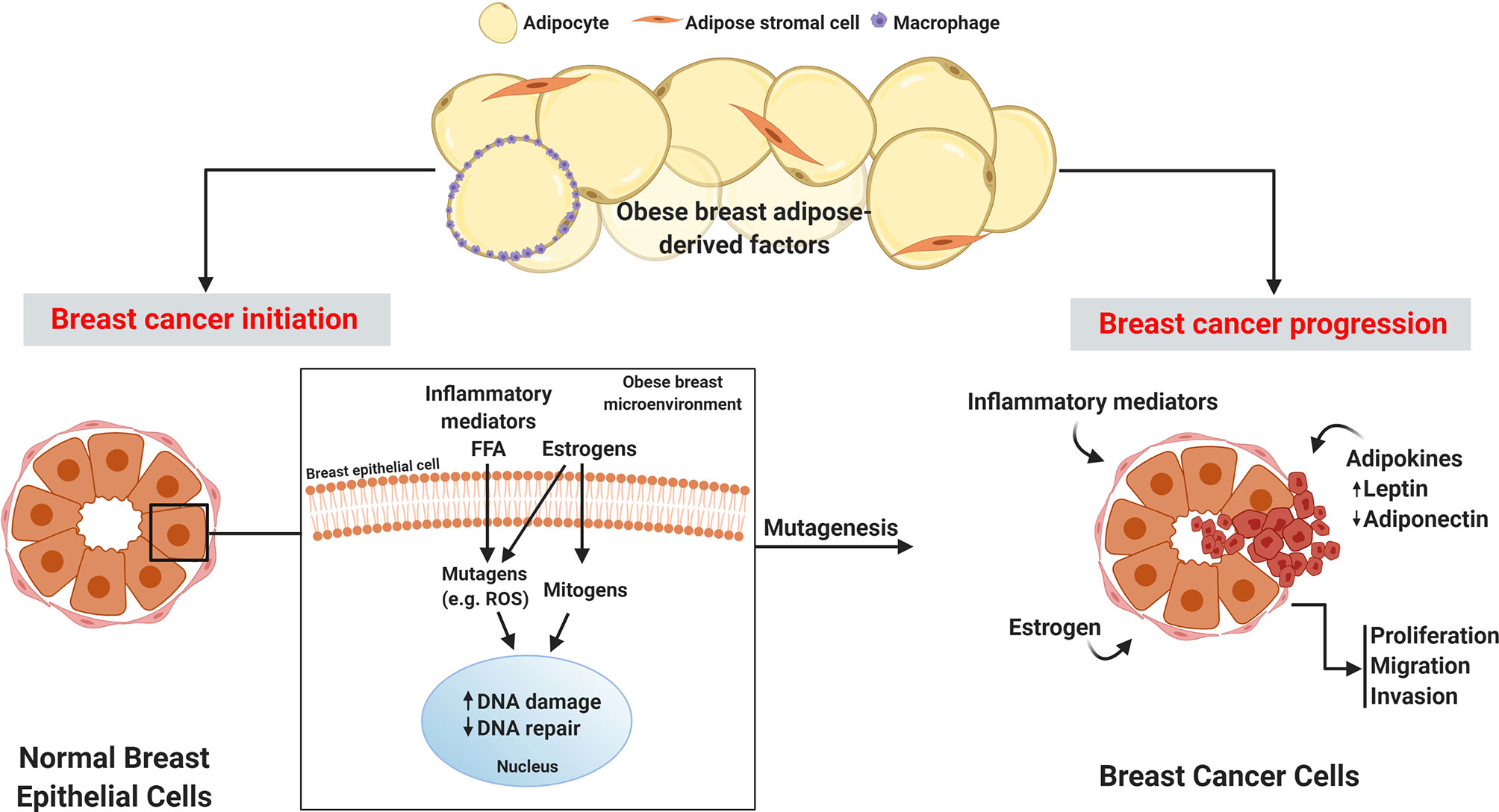 Frontiers  Obese Adipose Tissue as a Driver of Breast Cancer Growth and  Development: Update and Emerging Evidence