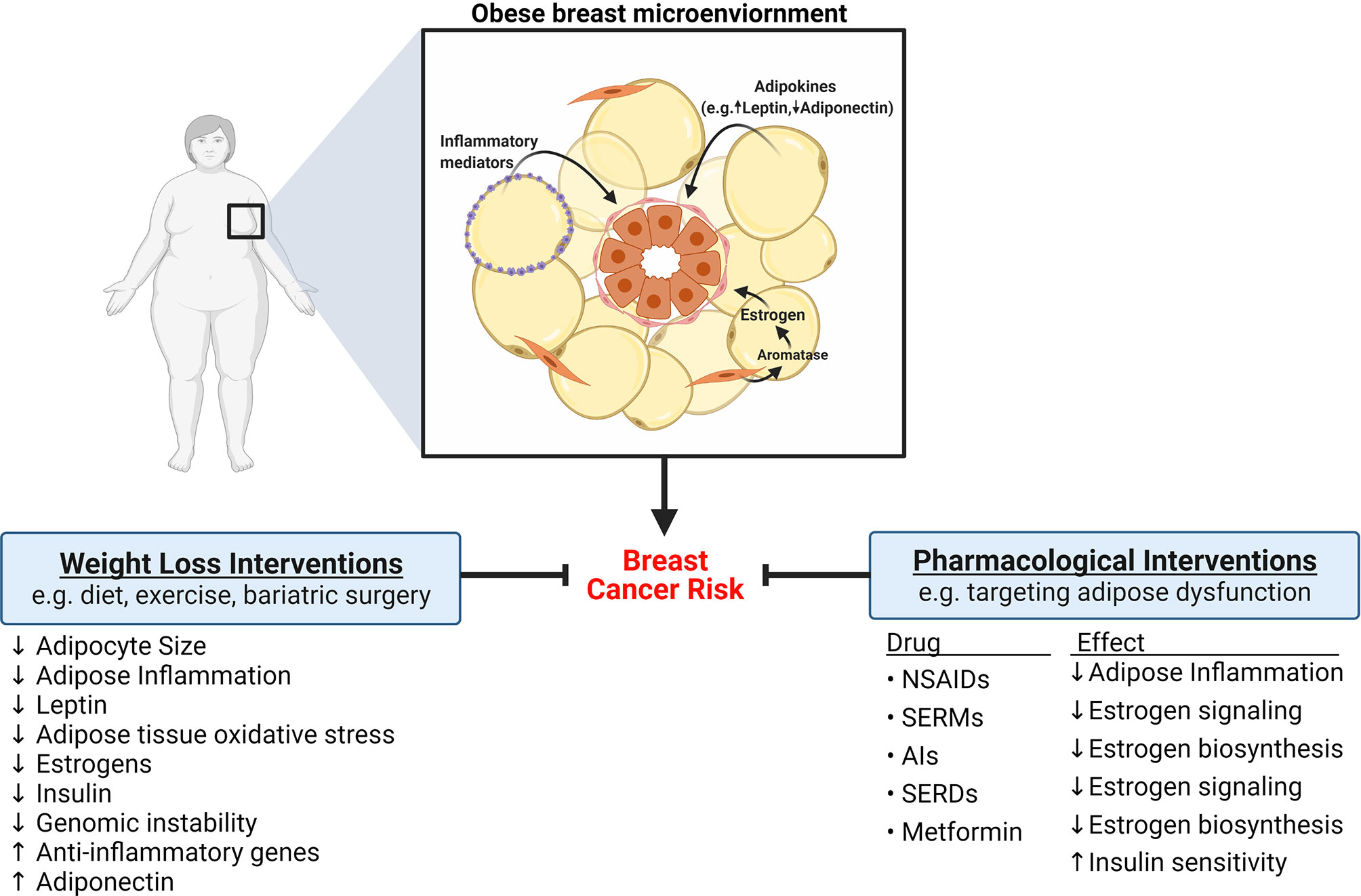 Frontiers  Obese Adipose Tissue as a Driver of Breast Cancer Growth and  Development: Update and Emerging Evidence