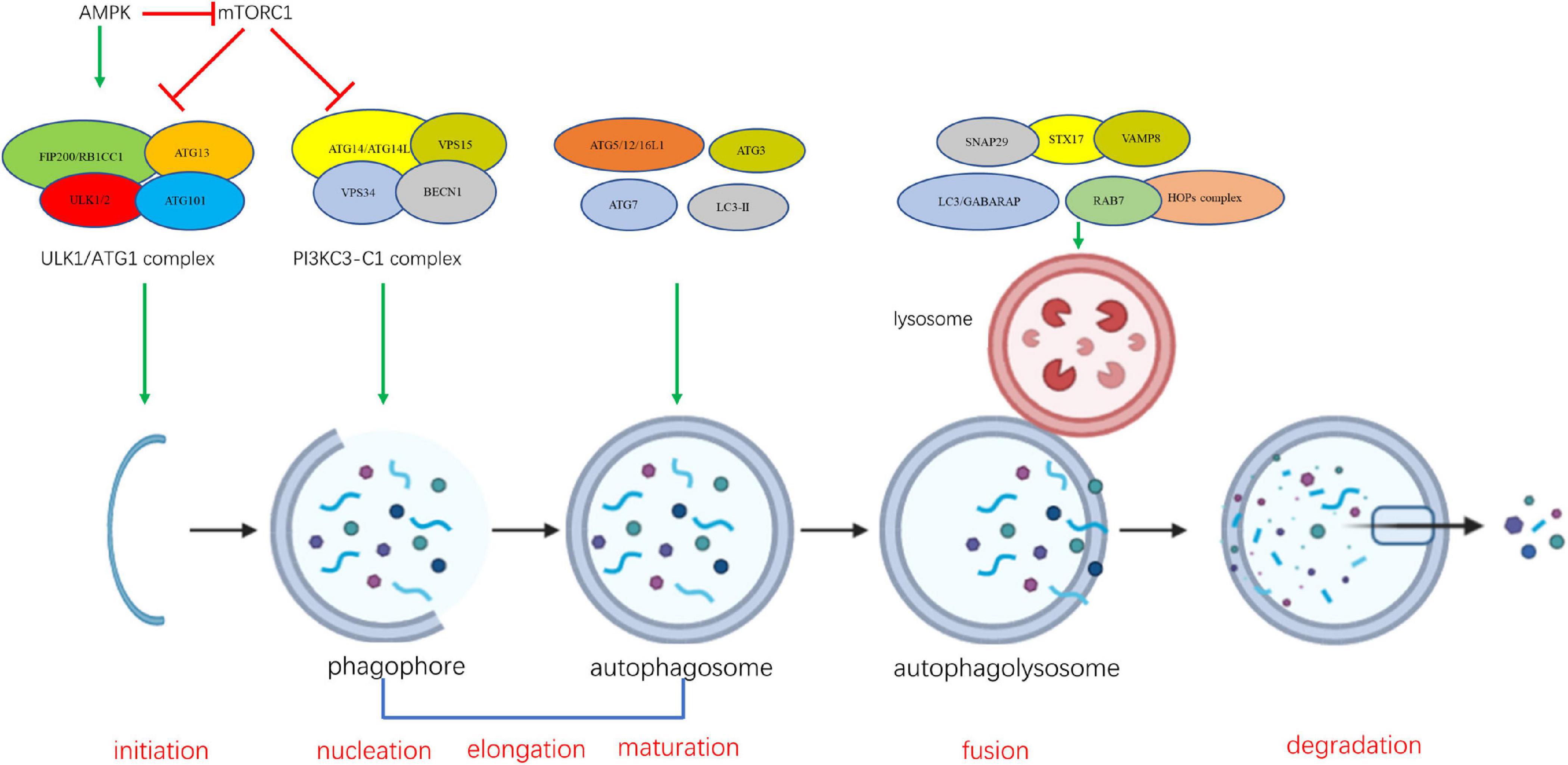 The Role of in Muscle Diseases | Physiology