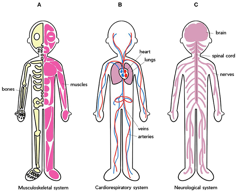 Figure 1 - (A) The musculoskeletal system contains muscles and bones. When we run, jump, sit, or play, our muscles get shorter or longer to make our joints (knees, elbows, etc.) move.