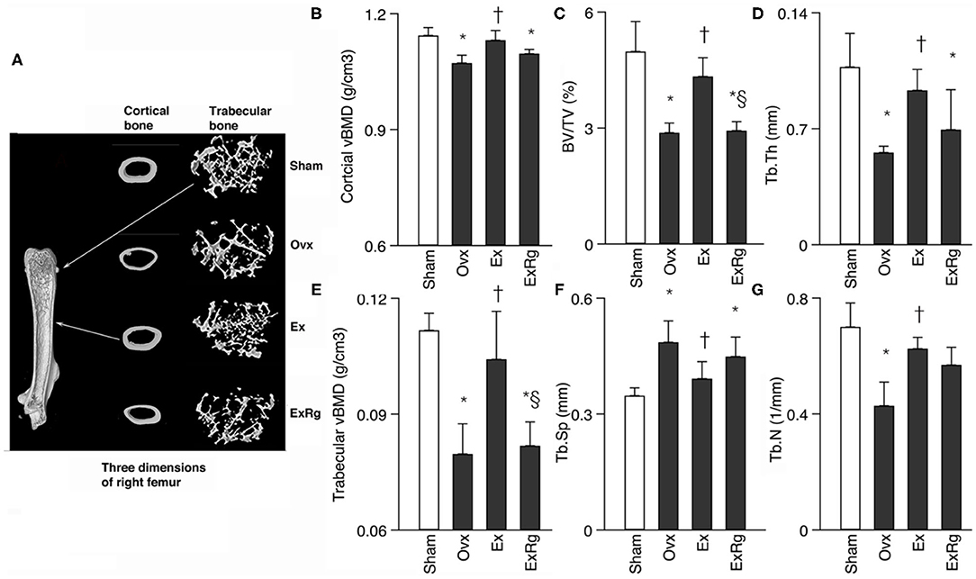 Frontiers | Irisin Regulating Skeletal Response to Endurance in Ovariectomized Mice by Promoting Akt/β-Catenin Pathway | Physiology