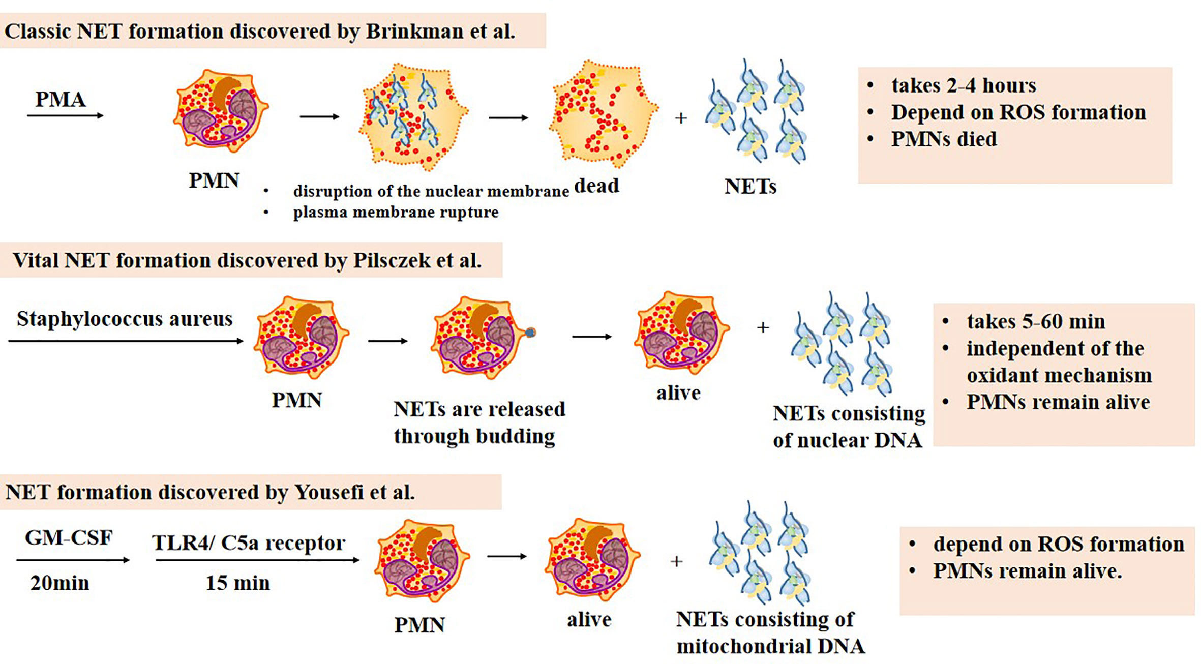 Stole på Virksomhedsbeskrivelse Mexico Frontiers | The Role of Neutrophil Extracellular Traps in Periodontitis