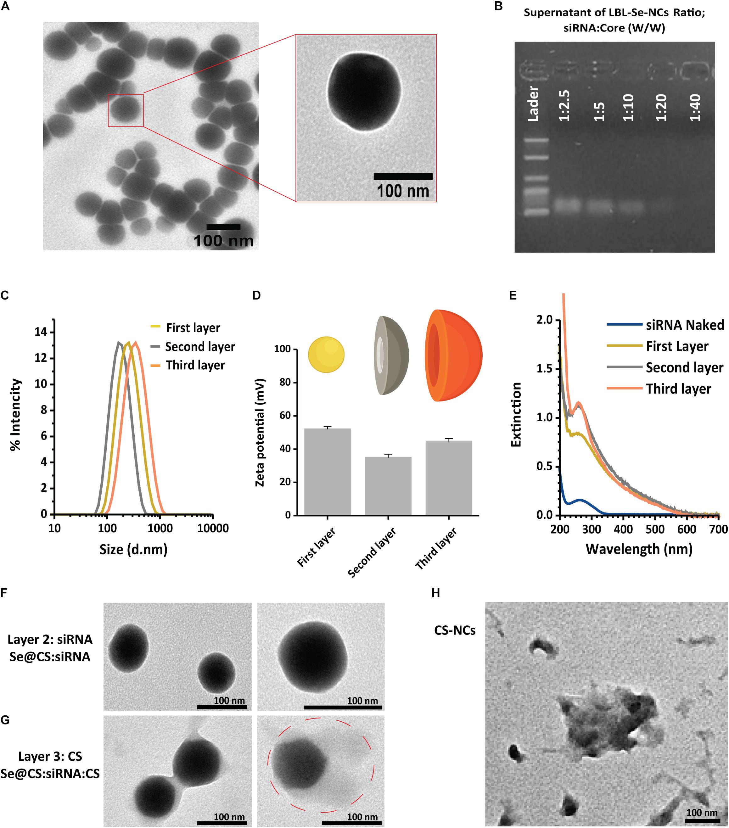 Full article: Biomedical Potential of Plant-Based Selenium Nanoparticles: A  Comprehensive Review on Therapeutic and Mechanistic Aspects