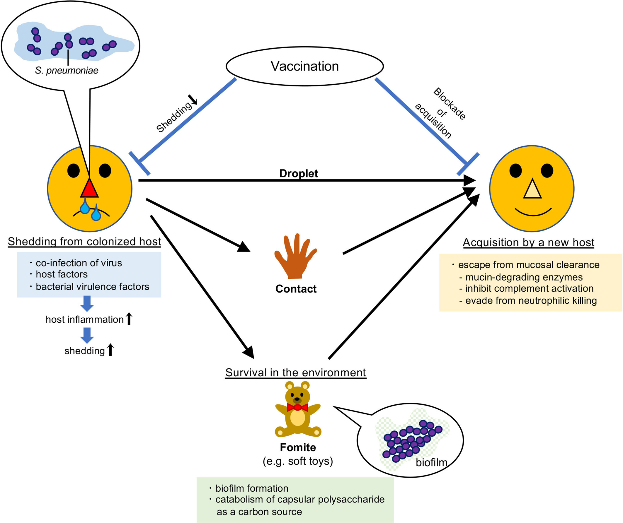 pneumococcal disease research paper