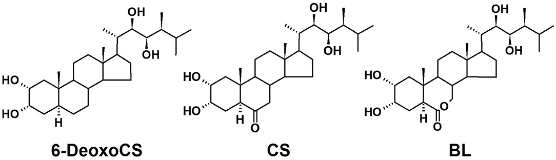 Brassinolide 0.2% SP 10 g Gram Brassinosteroid 