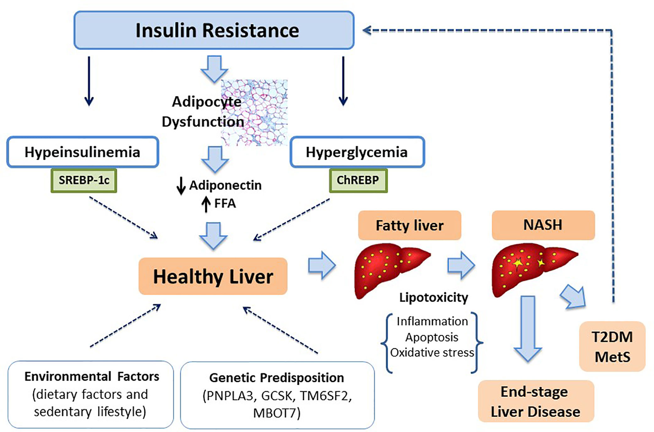 Non Alcoholic Fatty Liver Disease Life Expectancy