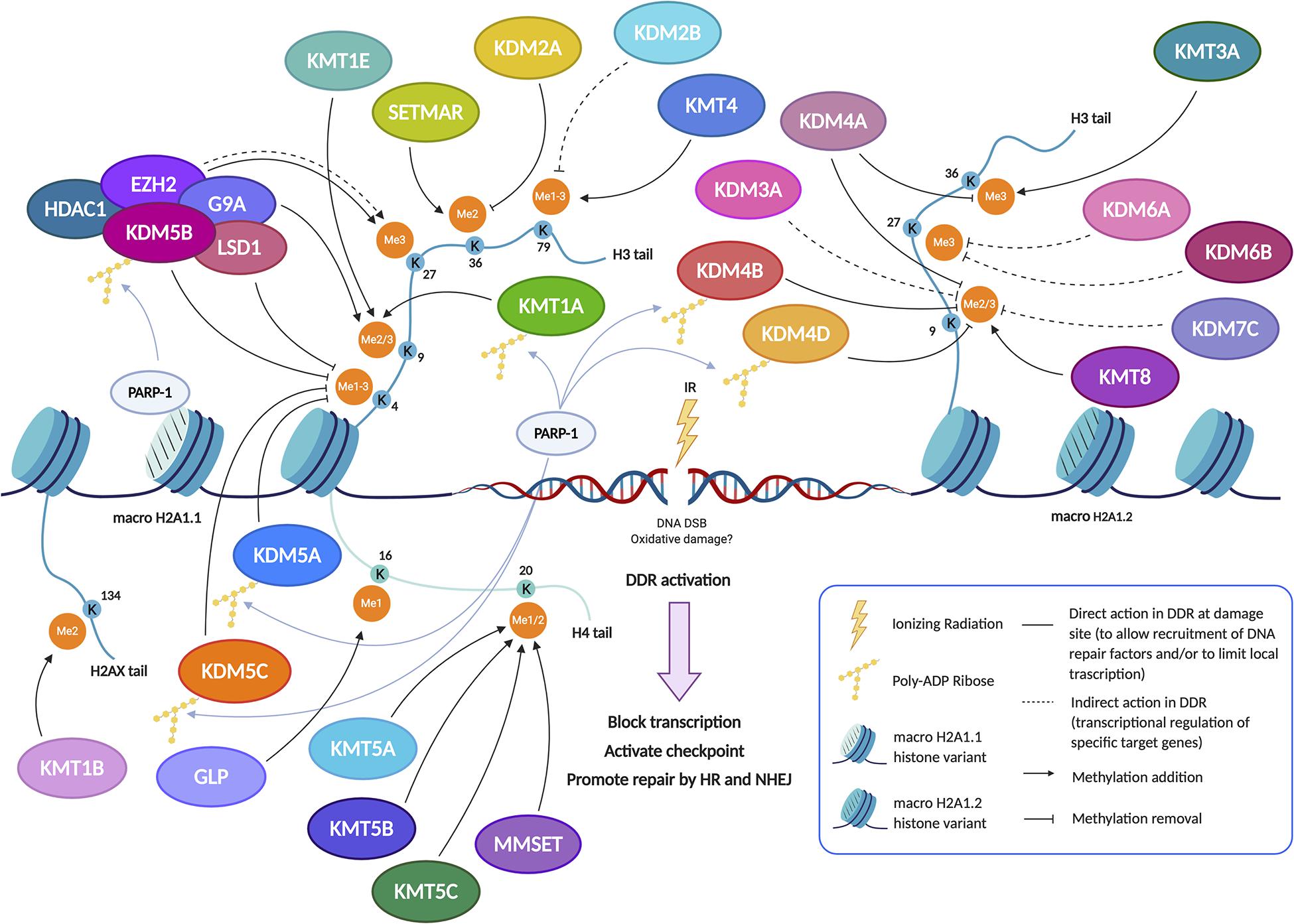 Frontiers  Deinococcus radiodurans UWO298 Dependence on